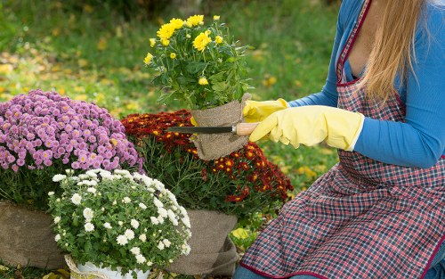 Two gardeners assessing a small urban garden before work begins